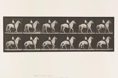 Planche 577. Marcher; Selle; Irrégulier; Cheval blanc Clinton
