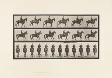 Marche; Selle; Irrégulier; Jument brune Beauty