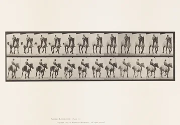 Planche 600. Trotter; À cru; Gris foncé Dusel
