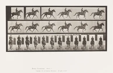 Planche 601. Trotter; Selle; Jument brune Beauty