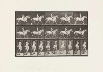 Planche 603. Trot; Selle; Chevauchée, 43, Large, Cheval Gris Clair Smith