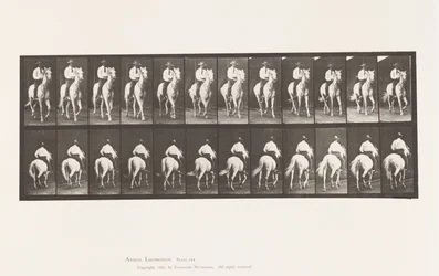 Planche 604. Trot; Selle; Cheval Blanc, Elberon