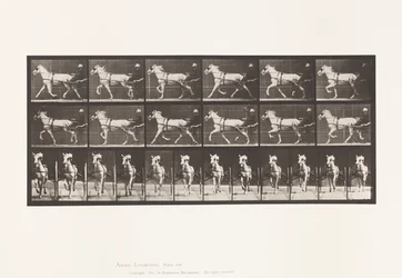 Planche 610. Trotter; Sulky; Jument grise, Katydid