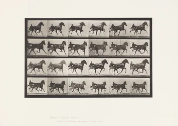 Planche 613. Trot; Sulky; Jument Alezane Nellie Rose