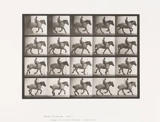 Planche 615. Petit Galop: À Cru; Cheval Belge Gris Foncé Hansel