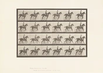Planche 616. Petit Galop; Selle; Cheval Bai Daisy