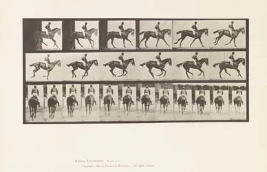 Planche 620. Petit Galop; Selle; Jument Pur-Sang Bai Annie 6