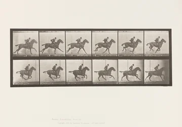 Planche 624. Galop; Selle; Cheval Bai Daisy
