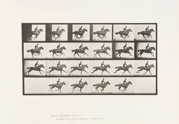 Planche 625. Galop; Cheval Pur-Sang Bai Bouquet
