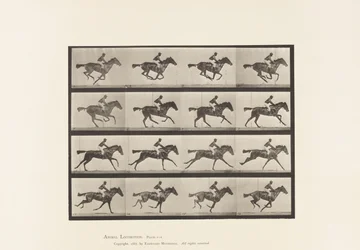 Planche 626. Galop; Jument Pur-Sang Bai Annie G.