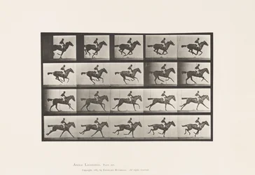 Planche 627. Galop; Jument Pur-Sang Baie Annie G.
