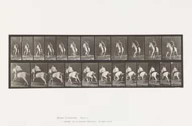 Planche 630. Galop; Selle; Jument Grise Pandora
