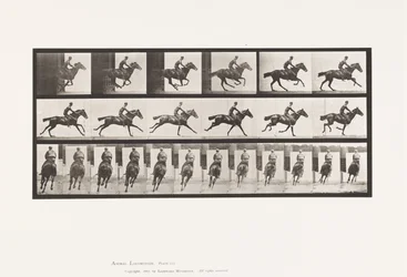 Planche 633. Galop; Selle; Cheval Pur-Sang Bai Bouquet