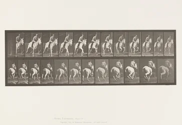 Planche 635. Galop; Selle; Jument Grise, Pandora