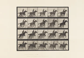 Planche 638. Sauter une Haie; Selle; Cheval Bai Daisy
