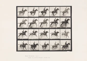 Planche 640. Sauter une haie; Selle; Cheval bai Daisy