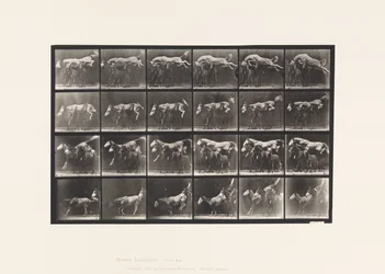 Sauter par-dessus trois chevaux; A,B; cheval alezan Hornet