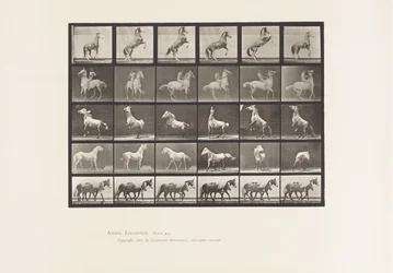 Planche 652. A, B, C, D, E, Chevaux se cabrant, etc.