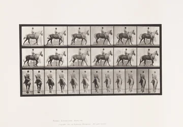 Planche 653. Marchant; Selle; Boitant, Patte Avant Droite; Cheval-Buckskin
