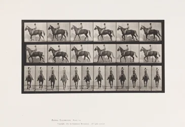 Planche 654. Marchant; Selle; Boitant, Patte Avant Droite; Cheval-Buckskin