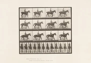 Planche 655. Marche; Selle; Éparvin, patte arrière droite; Cheval