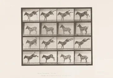 Planche 658. Mule ; A, ruant ; B, ruant Ruth