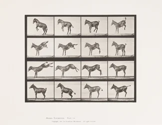 Planche 659. Mule; A, B, Ruant et donnant des coups de pied; Ruth