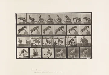 Planche 660. Mule; Performances diverses Denver