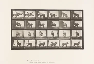 Planche 661. Mule ; A, B, un animal réfractaire Ruth