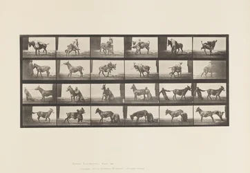 Planche 662. Mule; A, B, Un Animal Réfractaire Denver