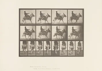 Planche 668. Âne; Amblant; Selle; Un Garçon Montant, Zoo