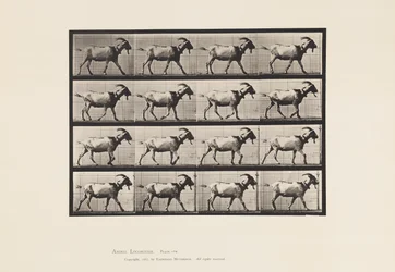 Chèvre; marchant