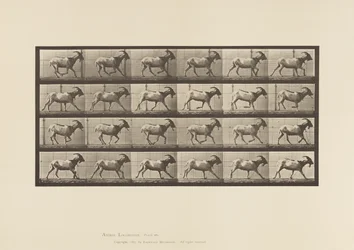 Planche 679. Chèvre; Galopant