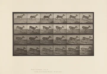 Cerf de Virginie; (sans bois); mâle; galopant
