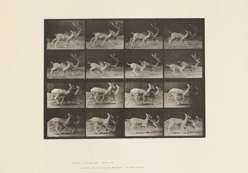 Daim; A, mâle et femelle; B, deux femelles; trottant