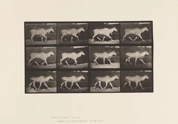 Planche 696. Éland, Trottant