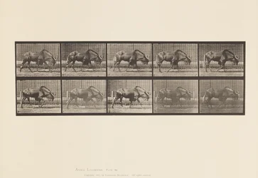 Planche 701. Gnou; Marchant
