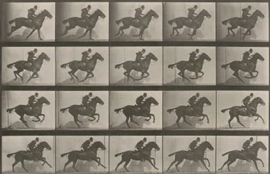 Planche numéro 628. « Daisy » au galop