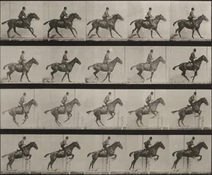 Planche numéro 636. « Daisy » sautant une haie, sellée, se préparant au saut