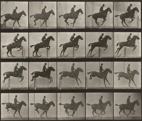Planche numéro 639. « Daisy » sautant un obstacle, sellée