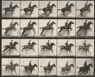 Planche numéro 640. « Daisy » sautant une haie, sellée