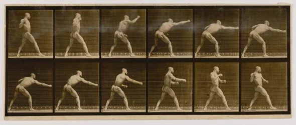 Pugiliste frappant un coup, extrait du livre Animal Locomotion