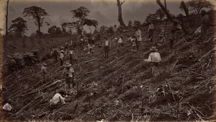 Plantation de café à Antigua de Guatemala, 1875, publié en 1877 (photo)
