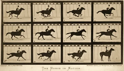 Le cheval en mouvement, série 