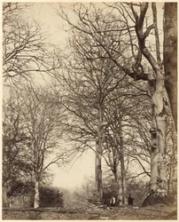 Hêtre de la reine Adélaïde, 1864 (photo)