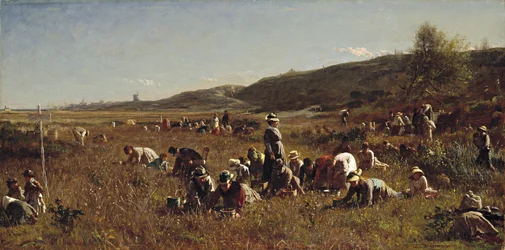 La récolte de canneberges. Île de Nantucket, 1880