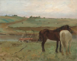 Chevaux dans un pré