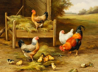 Poules et poussins se nourrissant