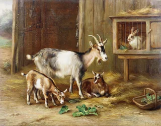 Chèvres près d