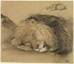 Tête de lion et esquisse d